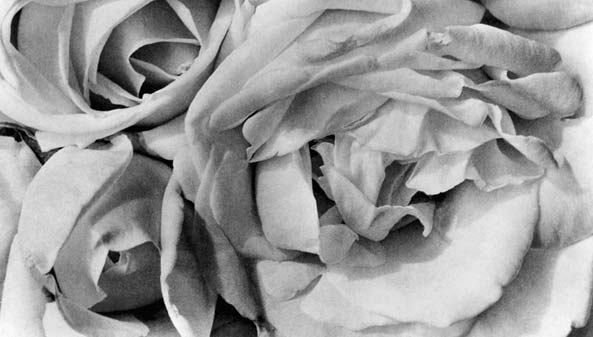 Tina Modotti. Fotografa e Rivoluzionaria